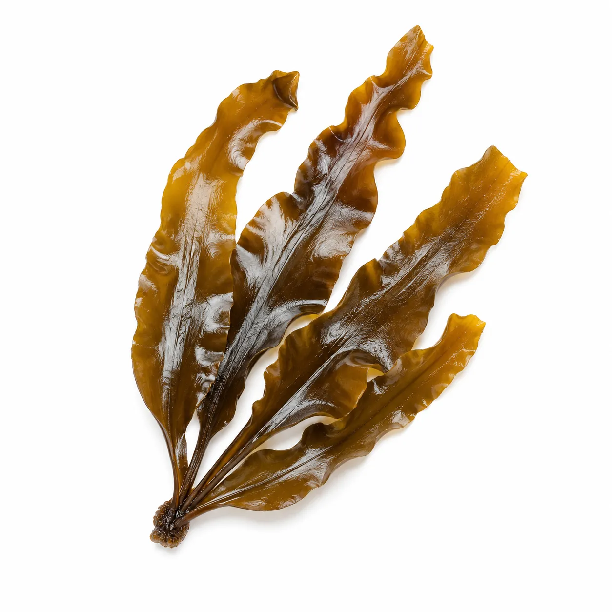 Laminaria Digitata