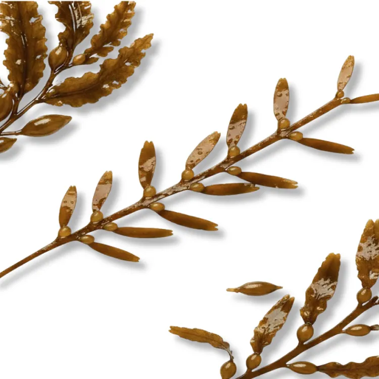 Laminaria Saccharina Extract
